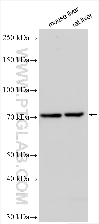 WB analysis using 24169-1-AP