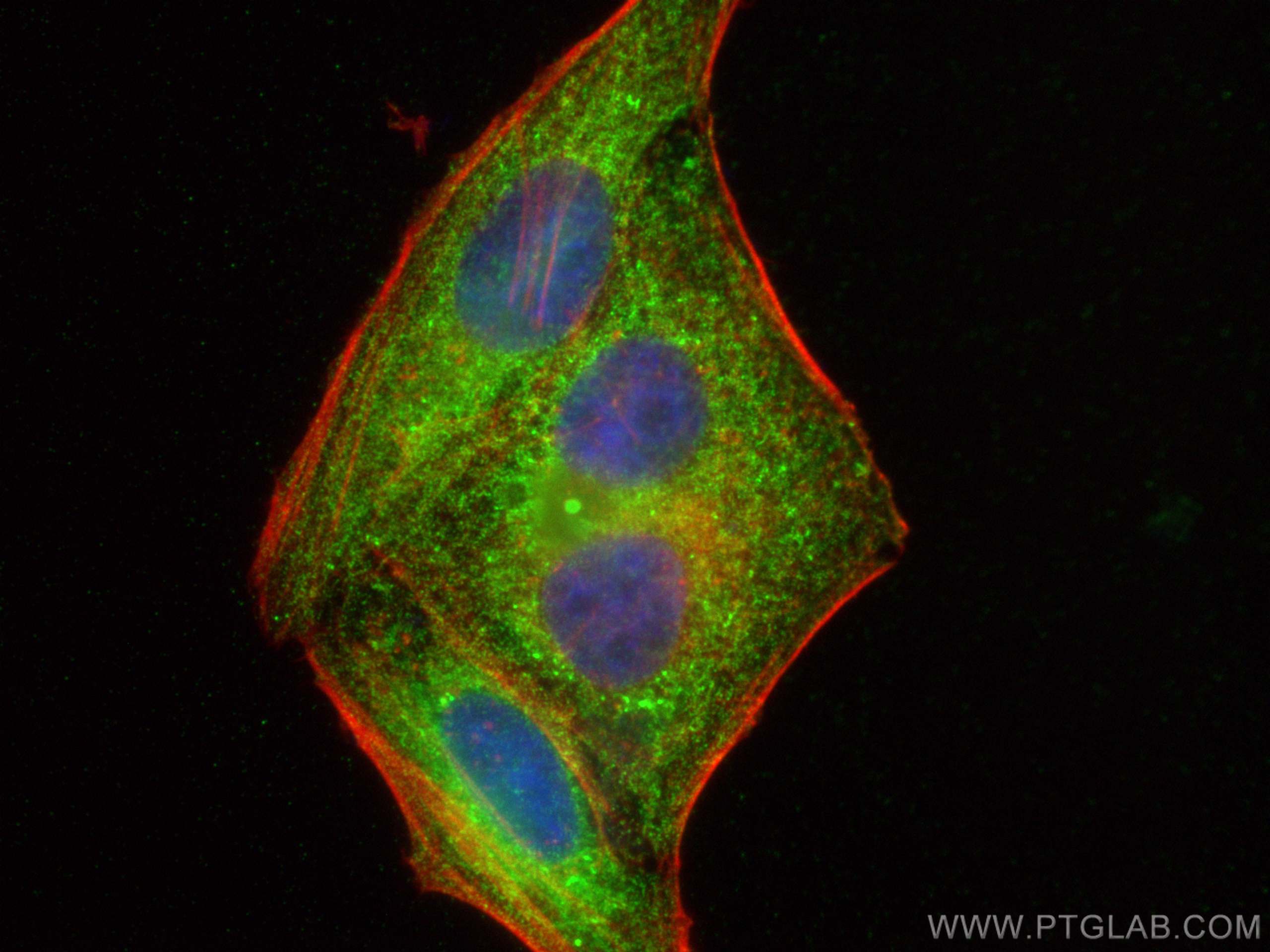 IF Staining of HepG2 using CL488-66563