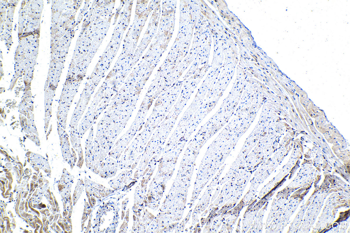 IHC staining of rat heart using 29770-1-AP