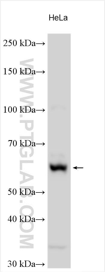 WB analysis using 29770-1-AP