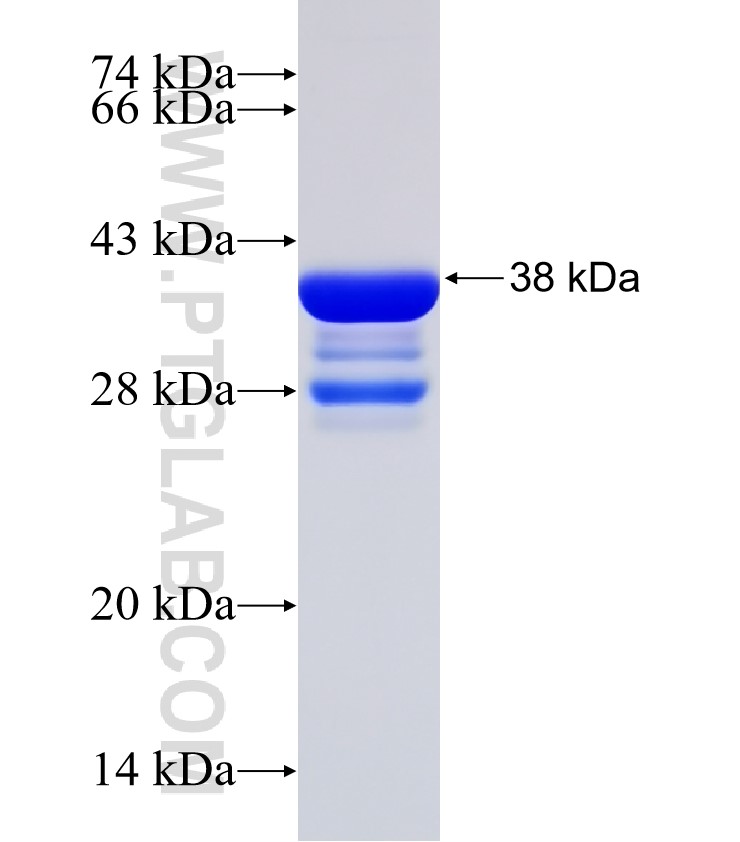 ATF7 fusion protein Ag30882 SDS-PAGE