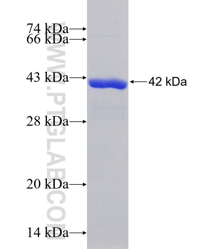 ATG10 fusion protein Ag31530 SDS-PAGE