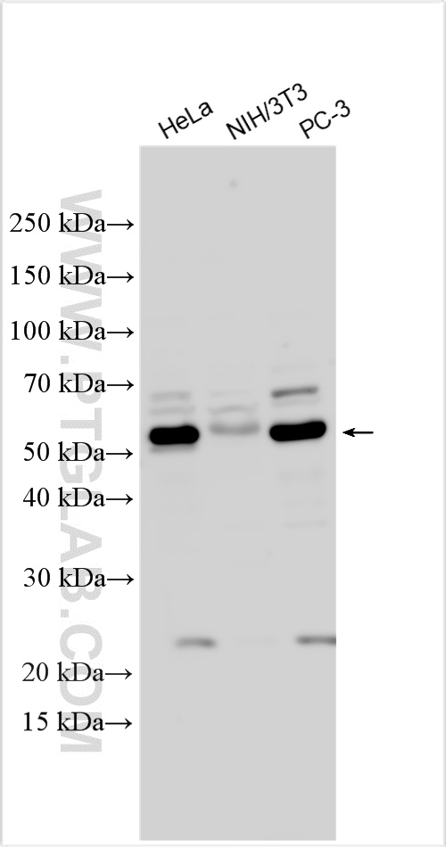 WB analysis using 30505-1-AP