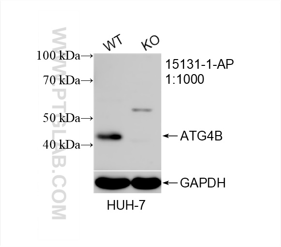 WB analysis of HuH-7 using 15131-1-AP