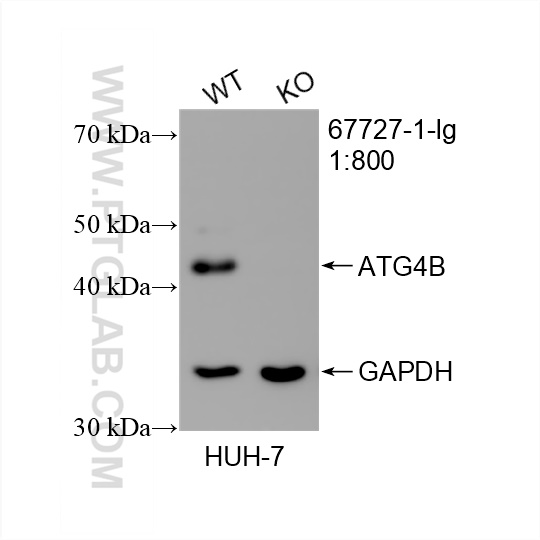 WB analysis of HuH-7 using 67727-1-Ig (same clone as 67727-1-PBS)