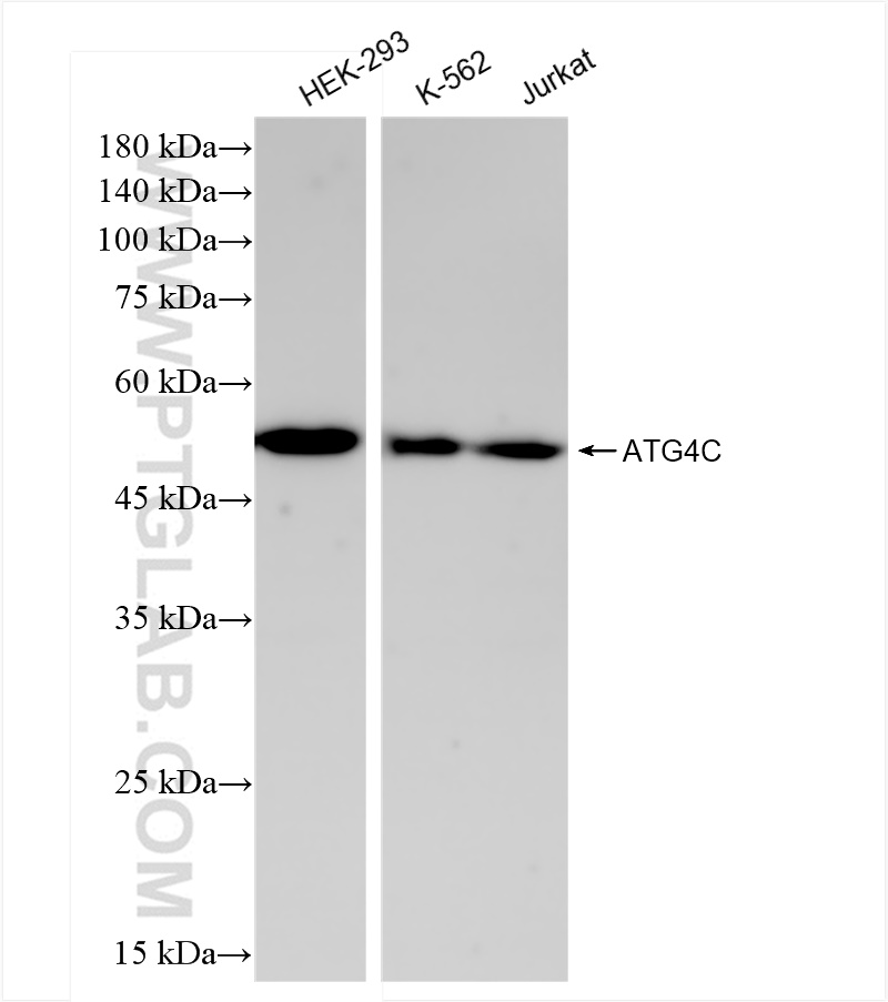 WB analysis using 84146-1-RR