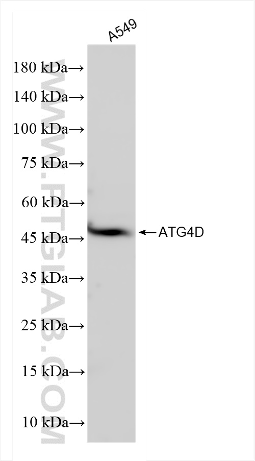 WB analysis of A549 using 83951-4-RR (same clone as 83951-4-PBS)