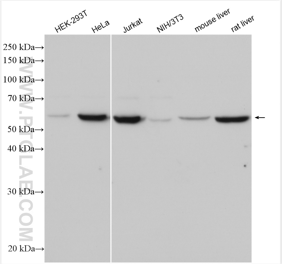 WB analysis using 16921-1-AP