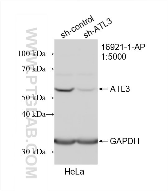 WB analysis of HeLa using 16921-1-AP