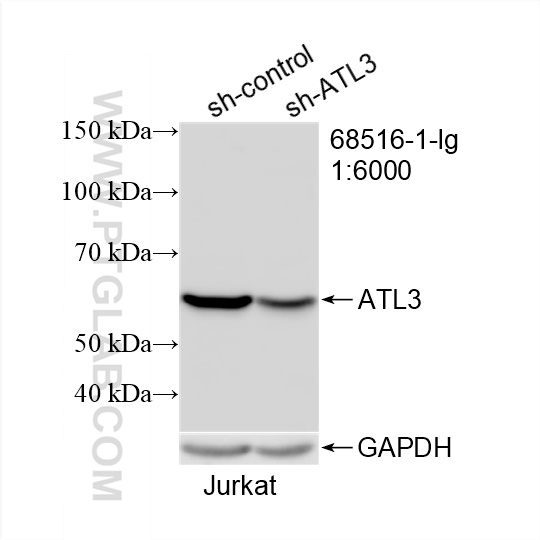 WB analysis of Jurkat using 68516-1-Ig (same clone as 68516-1-PBS)