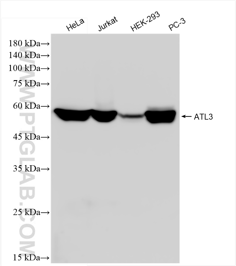 WB analysis using 84578-3-RR (same clone as 84578-3-PBS)