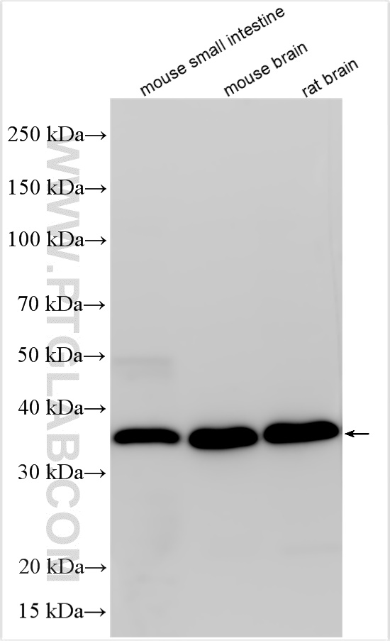 WB analysis using 21215-1-AP