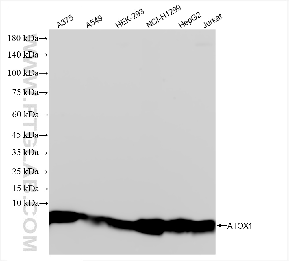 WB analysis using 83785-6-RR