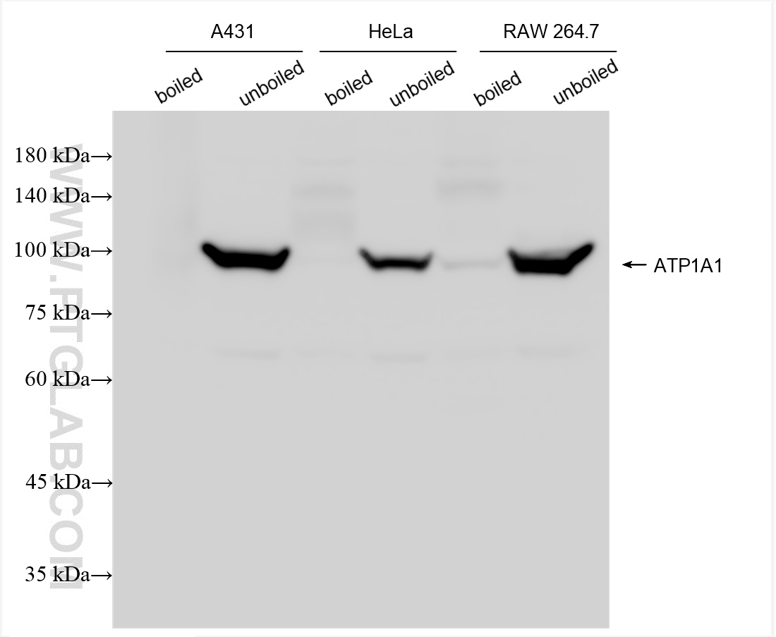 WB analysis using 83191-6-RR