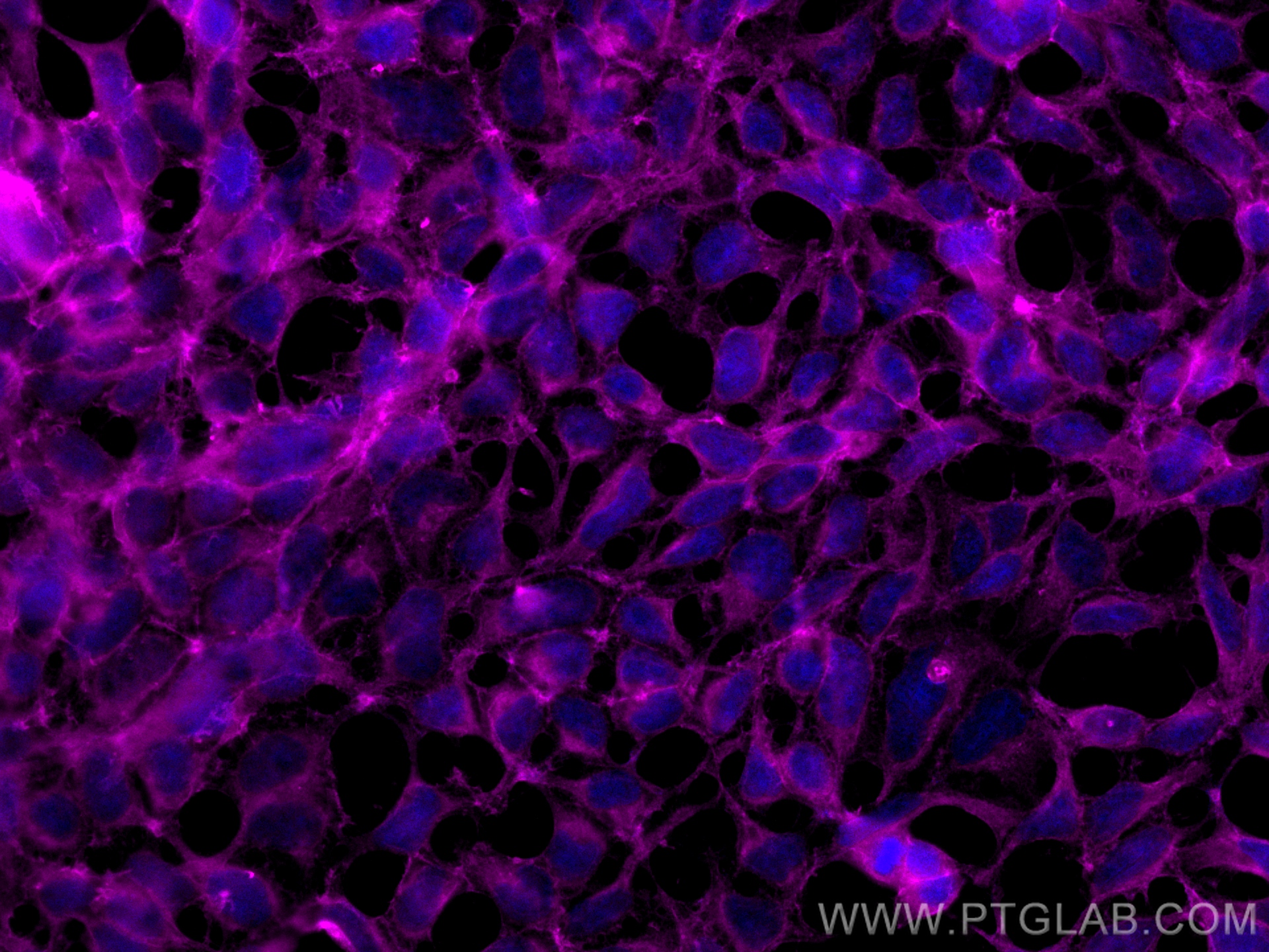 IF Staining of HEK-293 using CL647-55187