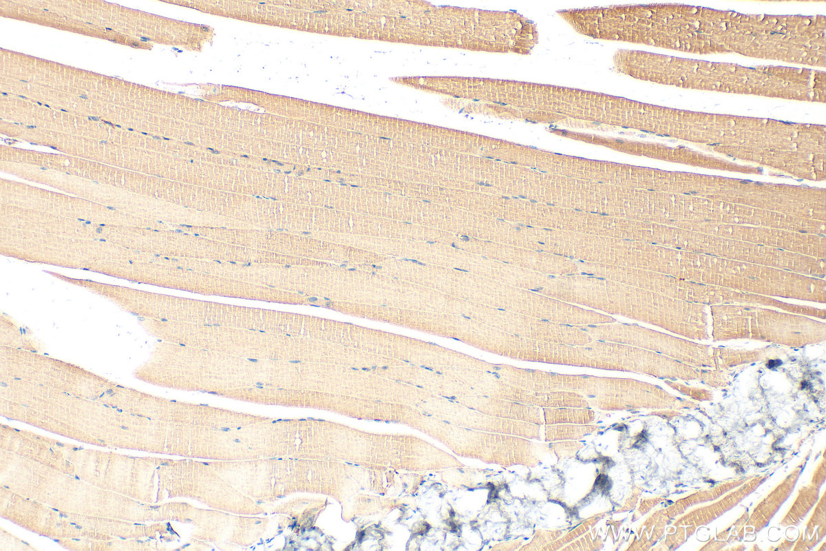 IHC staining of mouse skeletal muscle using 55179-1-AP