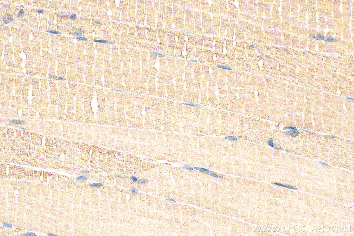 IHC staining of mouse skeletal muscle using 55179-1-AP