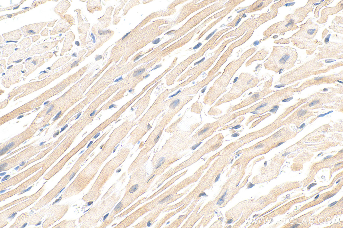 IHC staining of mouse heart using Biotin-55179