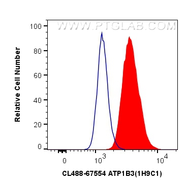 ATP1B3