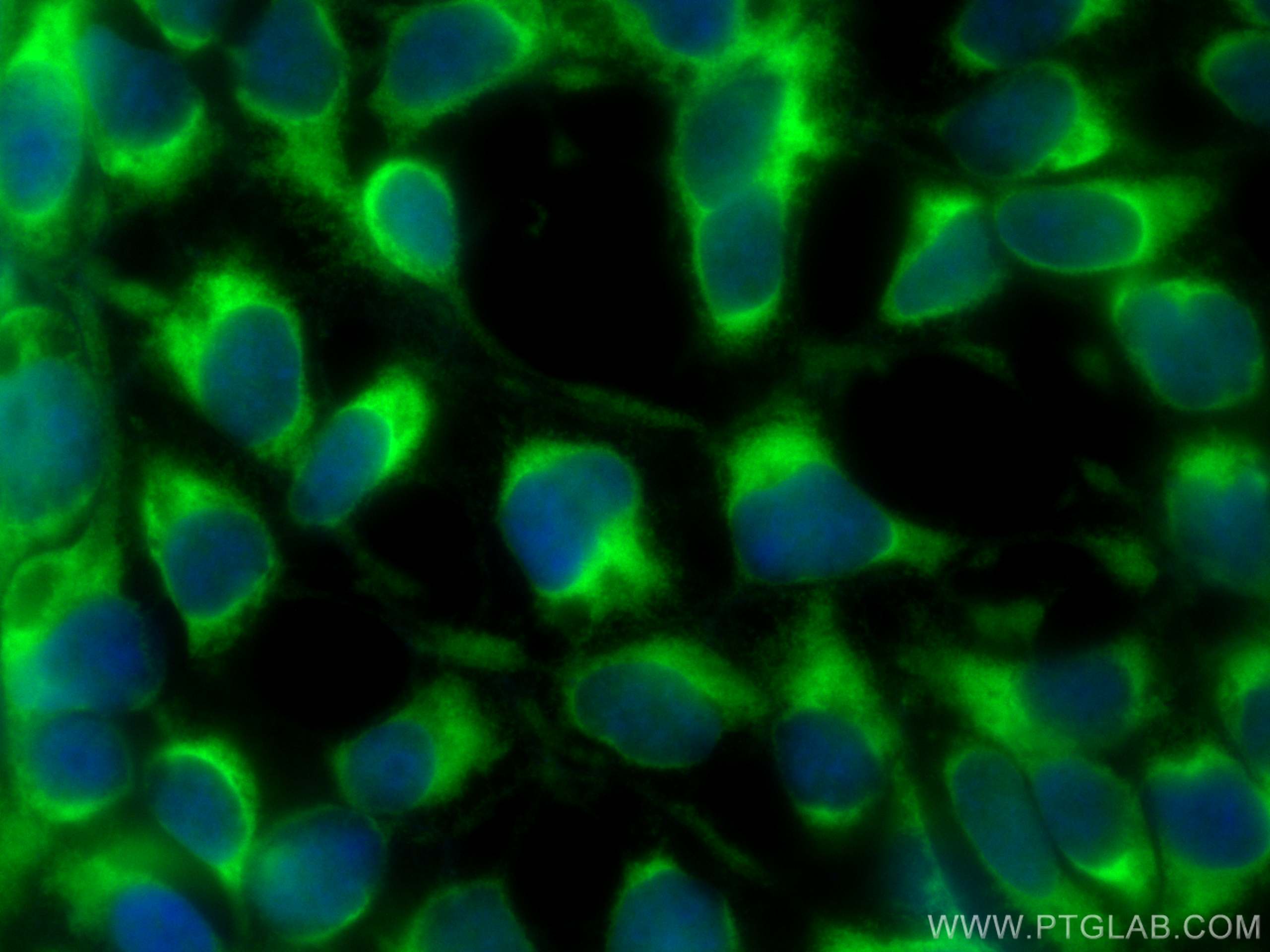 IF Staining of HEK-293 using CL488-67554