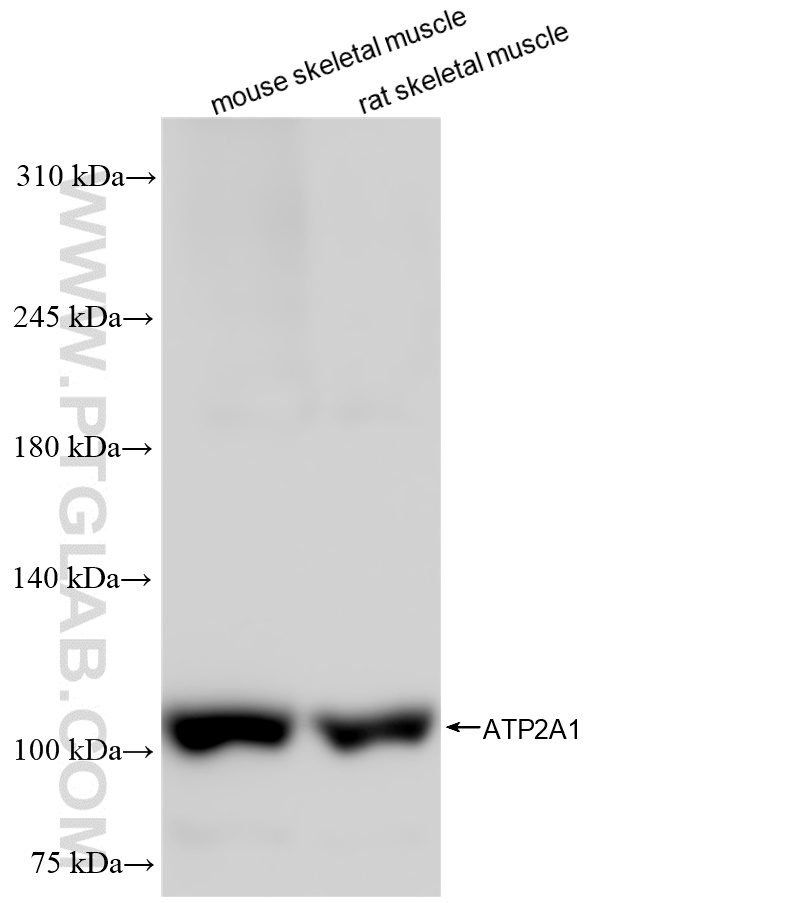 WB analysis using 84213-5-RR (same clone as 84213-5-PBS)