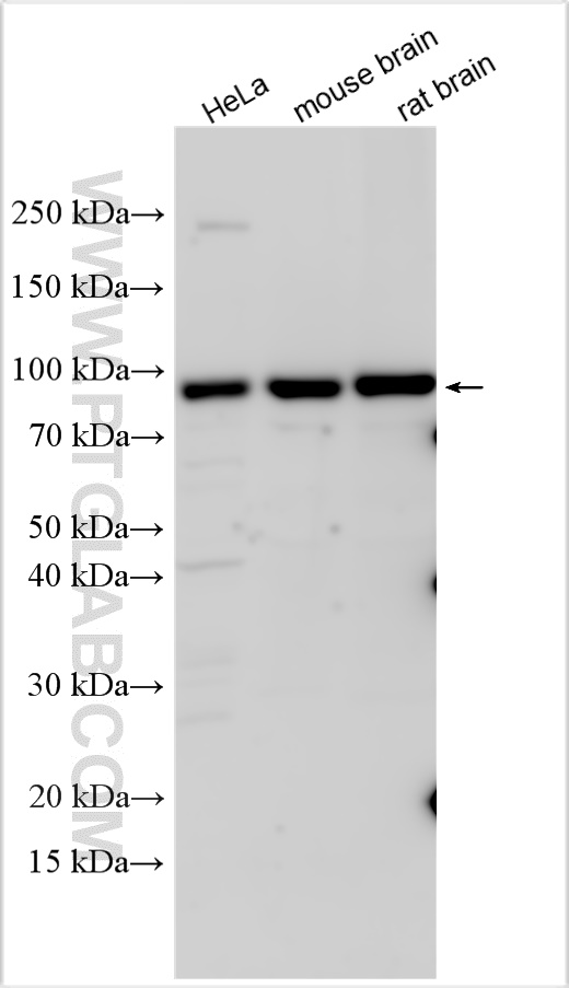 WB analysis using 13310-1-AP