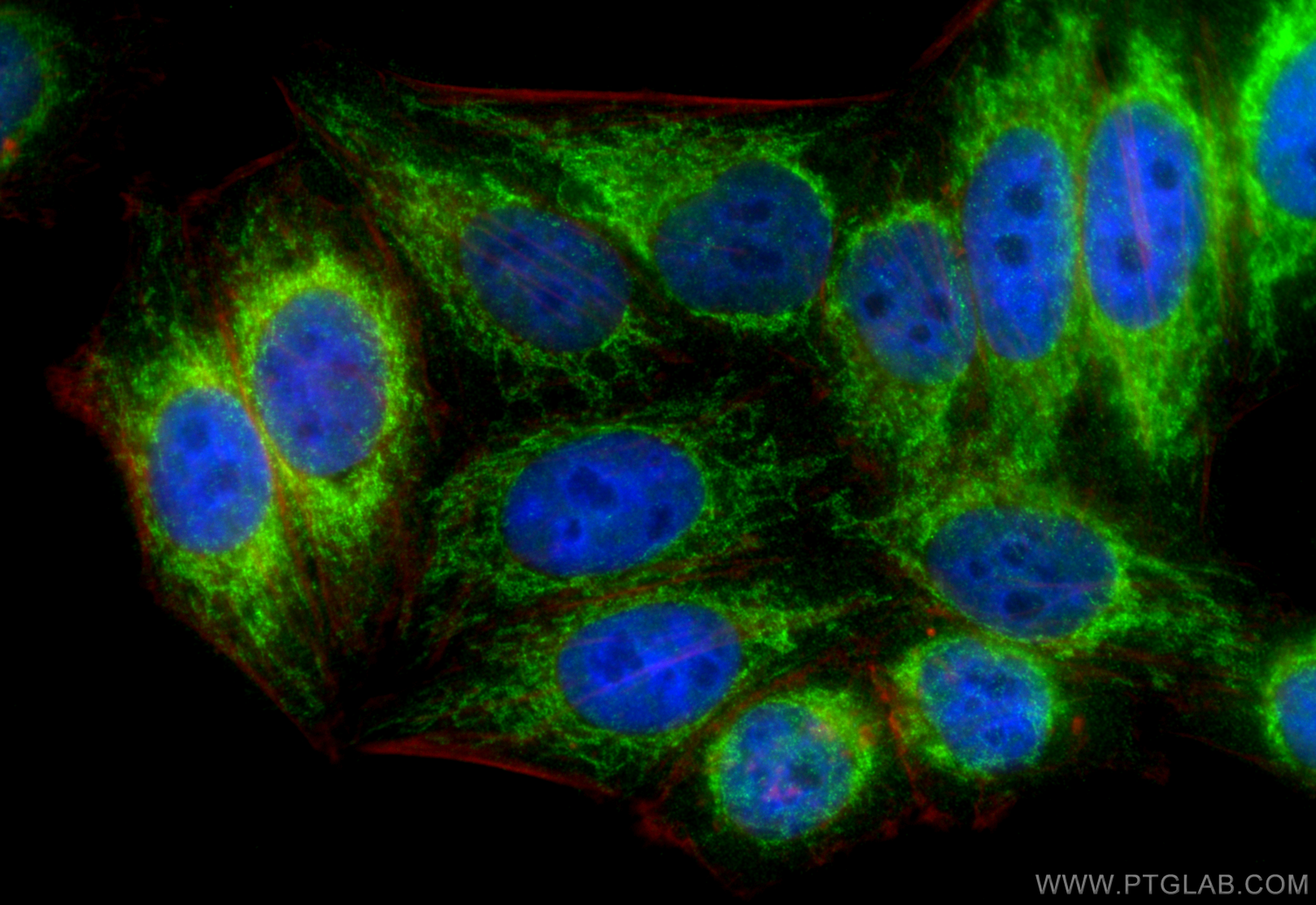 IF Staining of HepG2 using 10910-1-AP