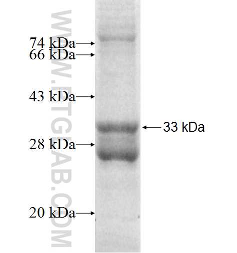 ATP5I fusion protein Ag9605 SDS-PAGE