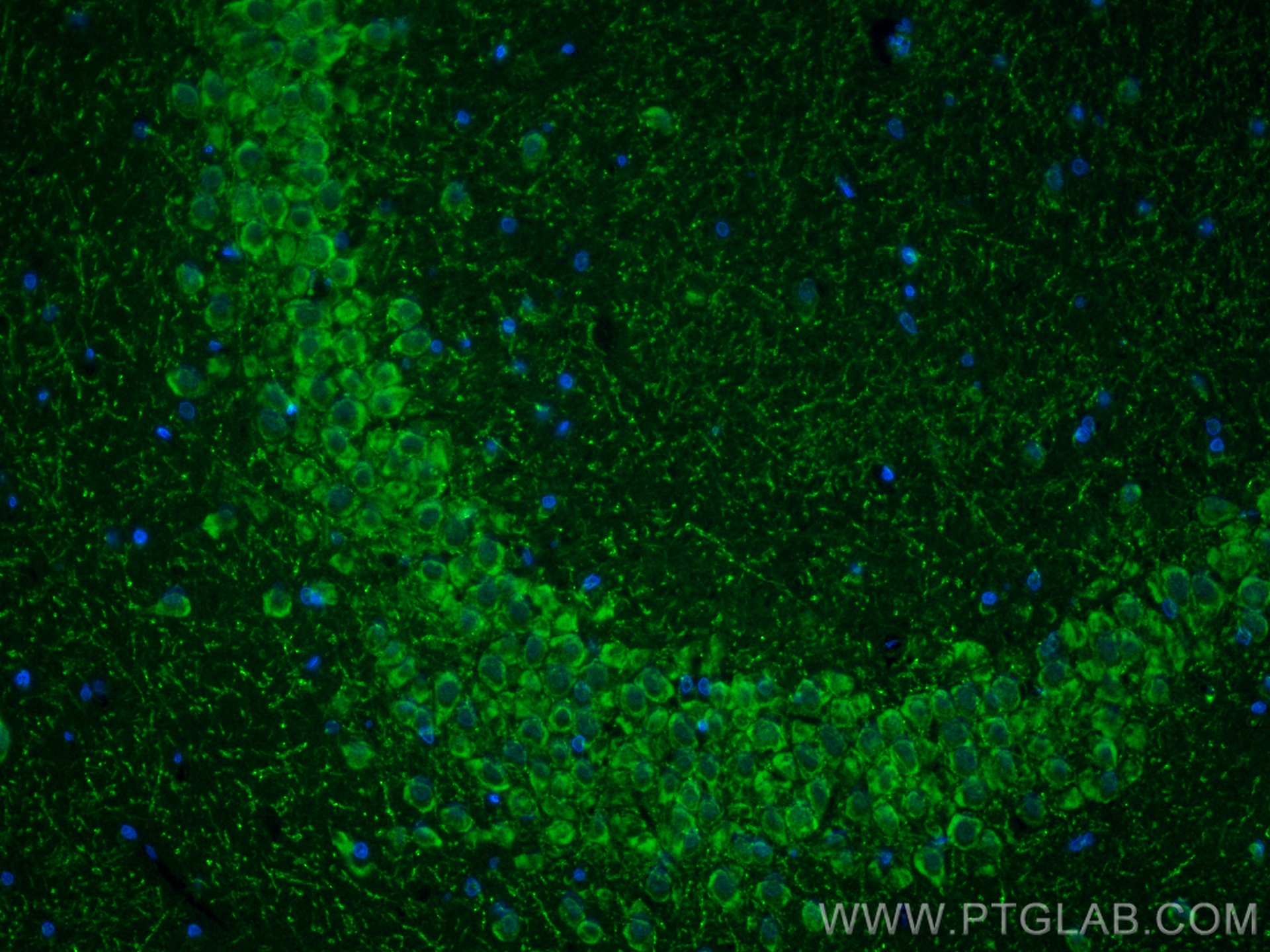 IF Staining of rat brain using 83201-3-RR (same clone as 83201-3-PBS)