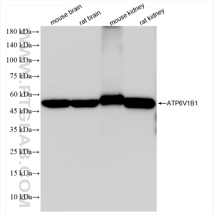 WB analysis using 83953-5-RR (same clone as 83953-5-PBS)