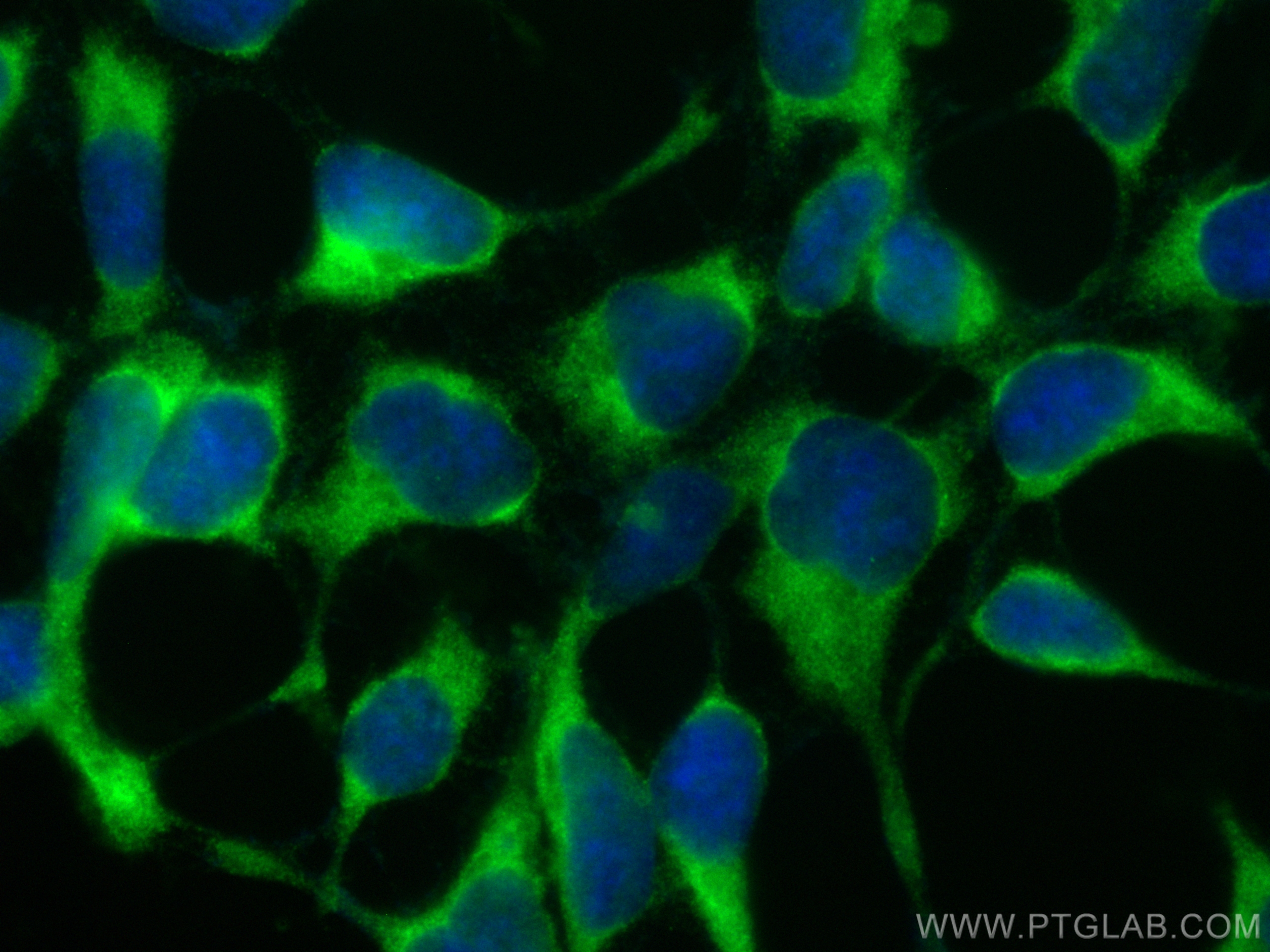 IF Staining of HEK-293 using CL488-16143