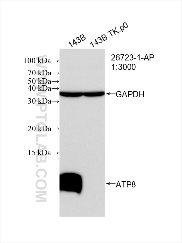 WB analysis of 143B.TK.P0 using 26723-1-AP