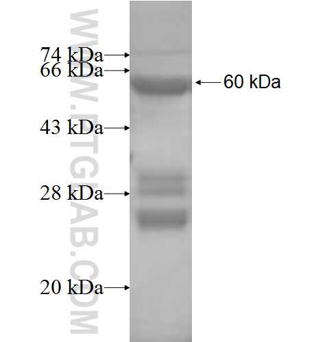 ATPAF1 fusion protein Ag8506 SDS-PAGE