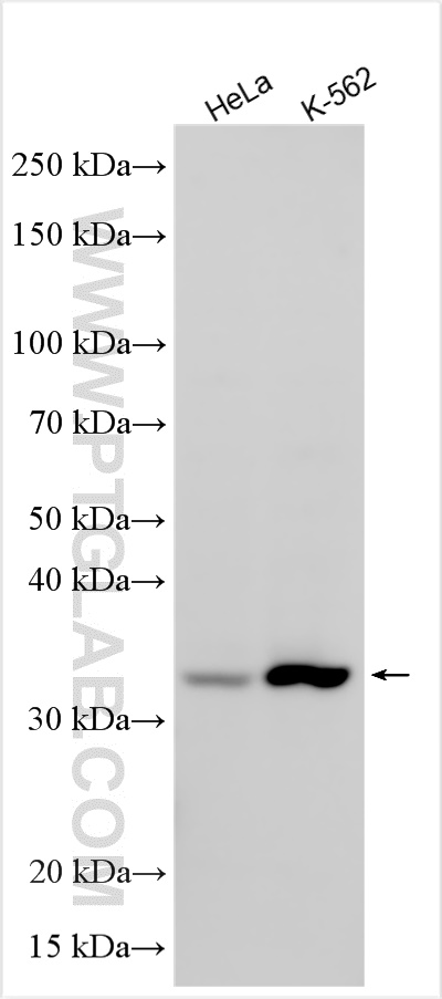 WB analysis using 31537-1-AP