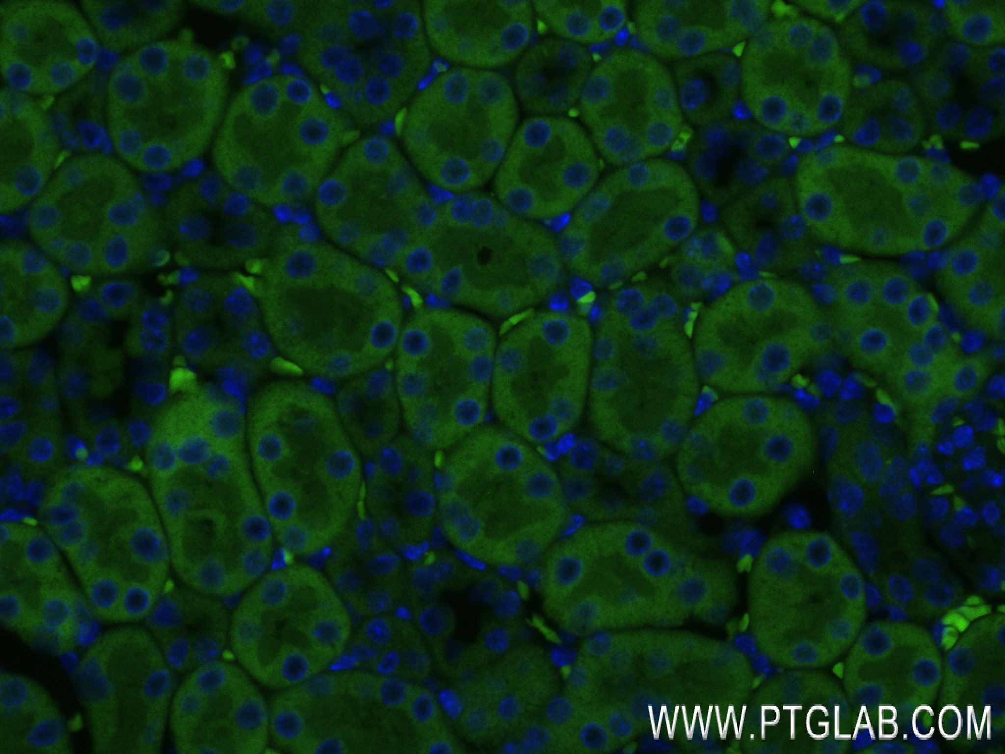 IF Staining of mouse kidney using 84318-4-RR (same clone as 84318-4-PBS)