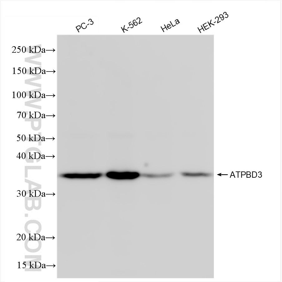 WB analysis using 84318-4-RR