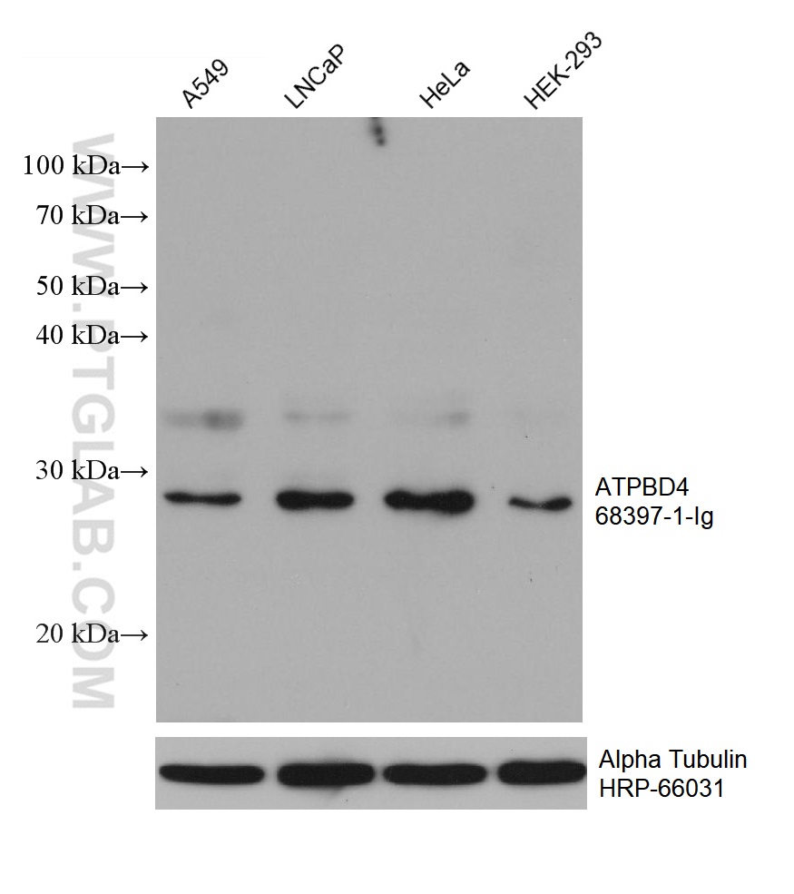 WB analysis using 68397-1-Ig