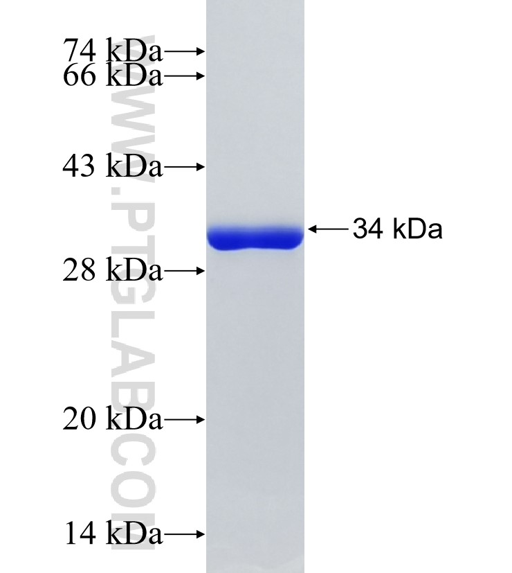 ATR fusion protein Ag33888 SDS-PAGE