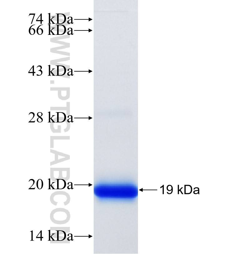 ATR fusion protein Ag33901 SDS-PAGE