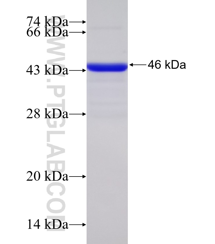 ATXN1 fusion protein Ag31136 SDS-PAGE