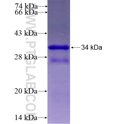 ATXN7L1 fusion protein Ag10123 SDS-PAGE