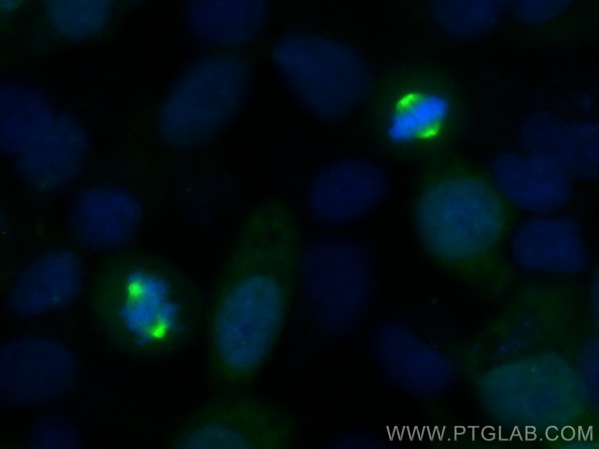 IF Staining of HeLa using 82906-1-RR (same clone as 82906-1-PBS)