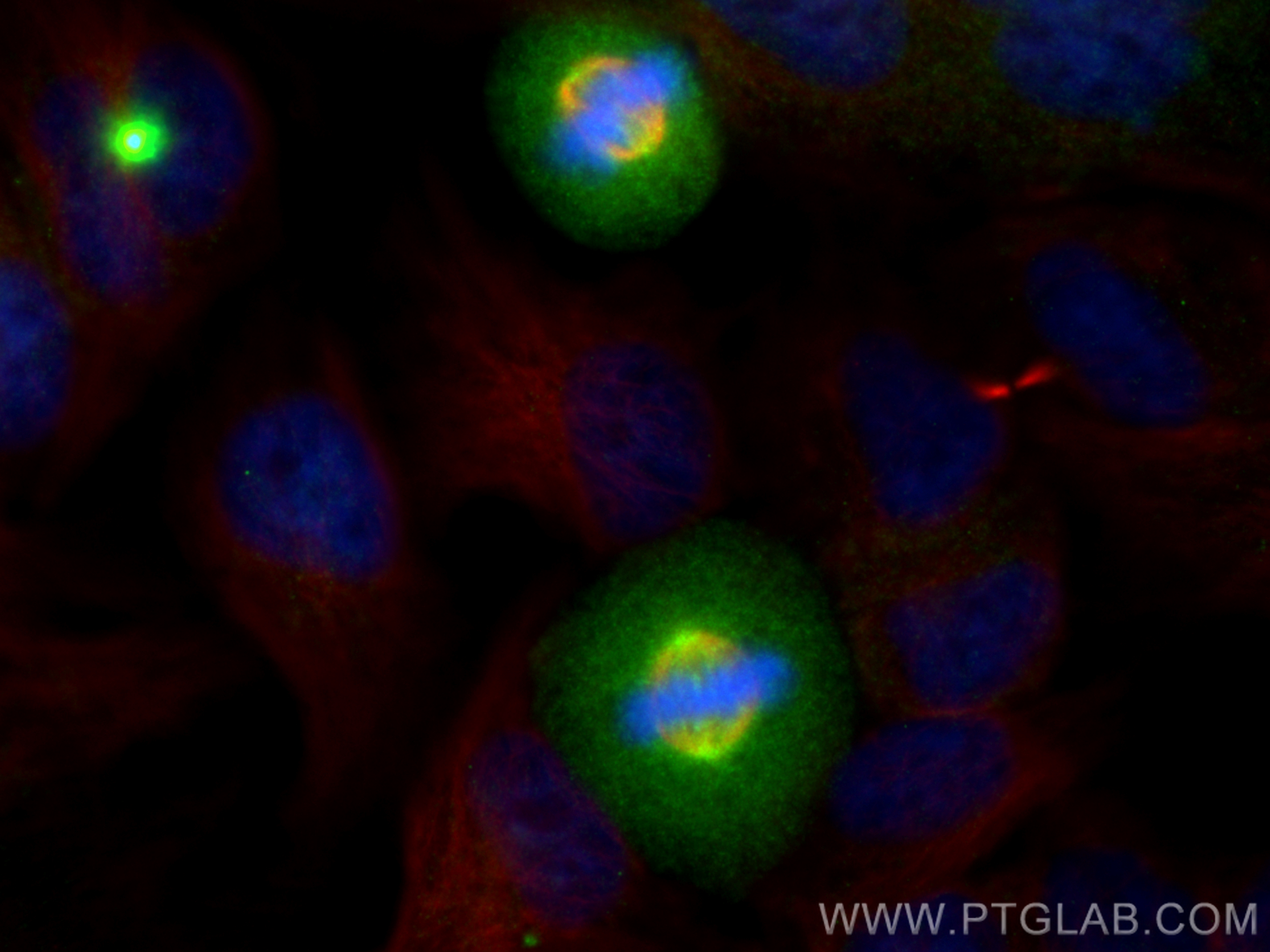 IF Staining of HeLa using 82906-1-RR (same clone as 82906-1-PBS)