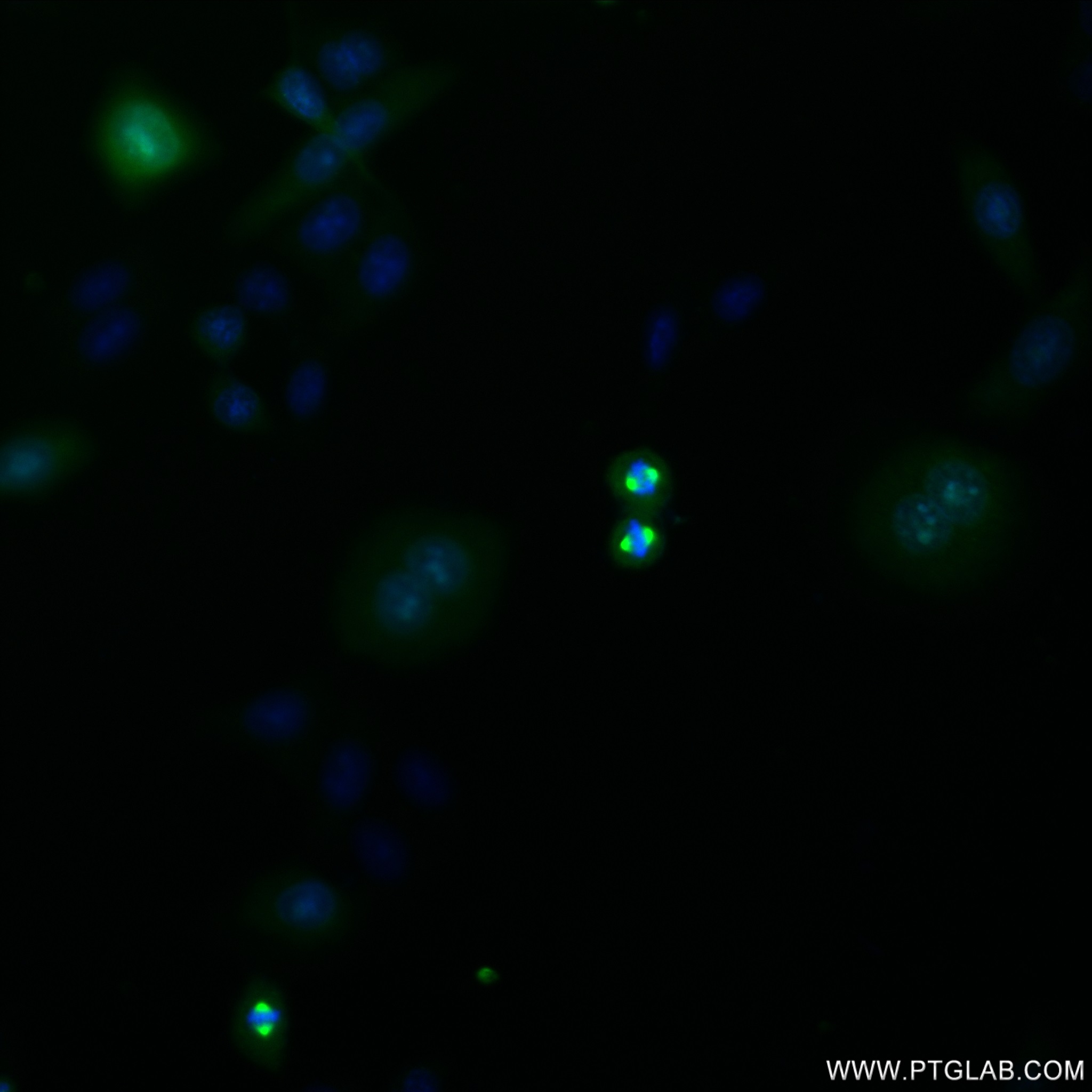 IF Staining of HepG2 using 82906-2-RR (same clone as 82906-2-PBS)
