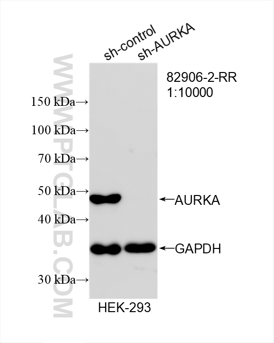 WB analysis of HEK-293 using 82906-2-RR