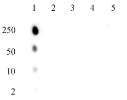 AbFlex ATM phospho Ser1981 antibody specifity Dot blot analysis was used to confirm the specificity of ATM phospho Ser1981 antibody. Single-stranded DNA oligonucleotides (amount of oligo in nanograms listed on the left side of the blot) were spotted on to a positively charged nylon membrane and blotted with antibody (0.5 ug/ml dilution). 1: ATM phospho serine 1981 (SLAFEEG(Sph)QSTTISS) 2: H2AX phospho serine 139 (CKATQA[Sph]QEY) 3: ATM unmodified serine 1981 (SLAFEEGSQSTTISS) 4: NBS phospho serine 343 (CPGPSL[Sph]QGVS) 5: BRCA1 phospho serine 1423 (LEQHG[Sph]QSNSC)