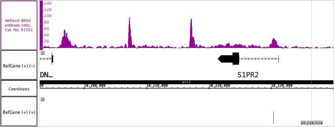 AbFlex BRD4 recombinant antibody (rAb) tested by ChIP-Seq Chromatin immunoprecipitation (ChIP) was performed using the ChIP-IT High Sensitivity Kit (Cat. No. 53040) with 30 ug of HCT-15 cells (human colorectal adenocarcinoma line chromatin) and 4 ug of BRD4 antibody. ChIP DNA was sequenced on the Illumina NextSeq and 14.5 million sequence tags were mapped to identify BRD4 binding sites on chromosome 19.