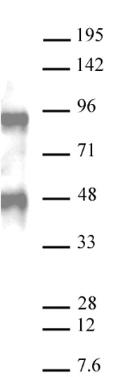 AbFlex Bcl6 antibody (rAb) tested by Western blot. 20 ug of U87 cell nuclear extract was run on SDS-PAGE and probed with AbFlex Histone Bcl6 antibody at 0.5 ug/ml.