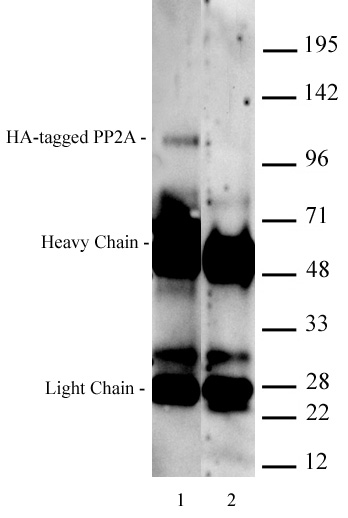 AbFlex HA-Tag antibody (rAb) tested by Immunoprecipitation. Whole-cell lysate (400 ug) from U2OS cells expressing an HA-Tagged protein, was immunoprecipitated with 2 ug of AbFlex HA-Tag rAb (lane 1) or control IgG2a (lane 2). Immunoprecipitates were run on SDS-PAGE and analyzed by Western blot using HA-Tag mAb Cat. No. 39627 at 4 ug/ml.