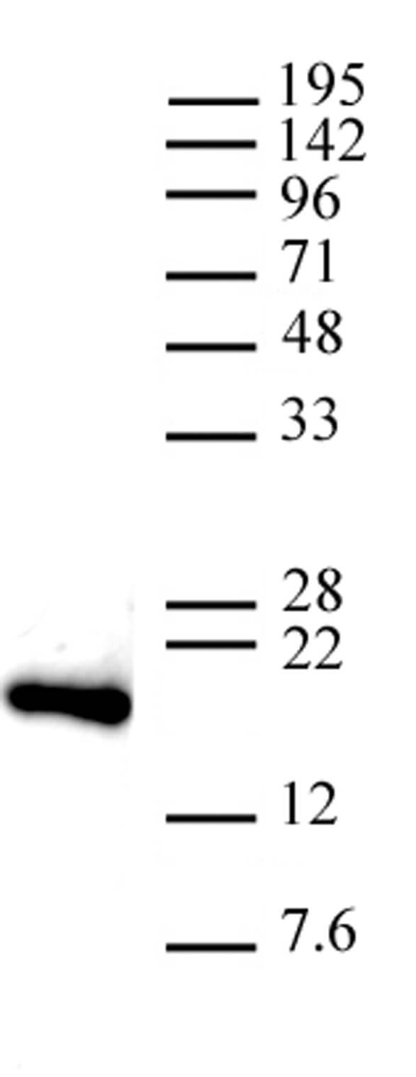 AbFlex Histone H3, C-term antibody tested by Western blot. 20 ug of HeLa nuclear extract* was run on SDS-PAGE and probed with AbFlex Histone H3, C-term antibody at 0.1 ug/ml.